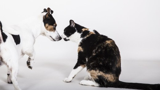 scegliere l'animale domestico ideale