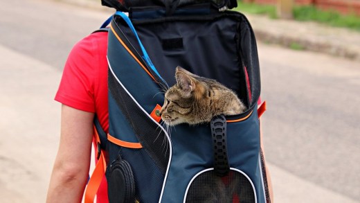 abituare il gatto al trasportino