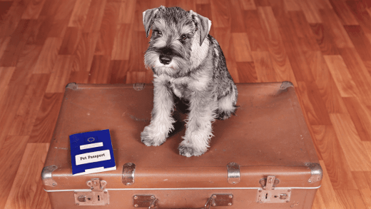 Passaporto per il Cane