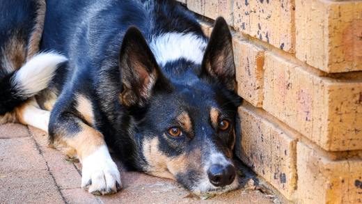 cane allergico al polline