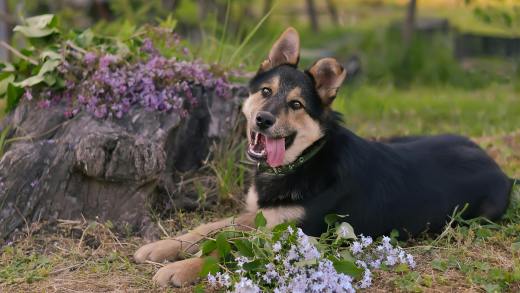 zecche nel cane dove guardare